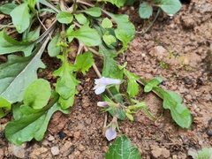 Mazus pumilus