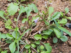 Mazus pumilus