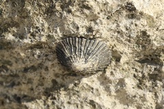 Cellana
