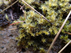 Racomitrium