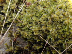 Racomitrium