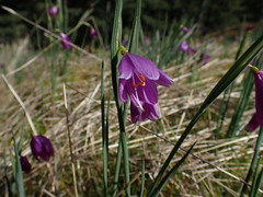 Olsynium douglasii