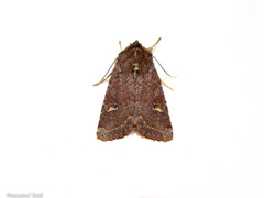 Ichneutica agorastis