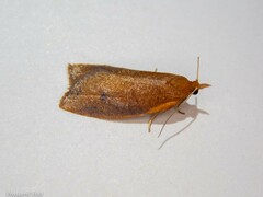 Planotortrix flammea