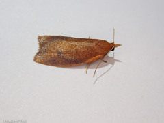 Planotortrix flammea
