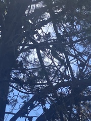 Glossopsitta concinna