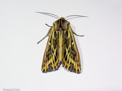 Ichneutica oliveri