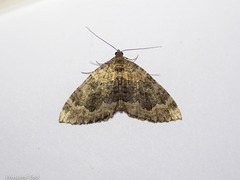 Hydriomena hemizona