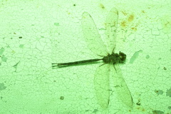 Gynacantha subinterrupta