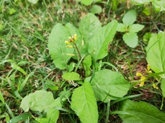 Rorippa indica