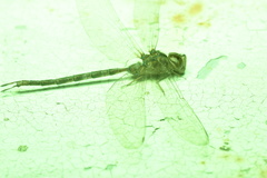 Gynacantha subinterrupta