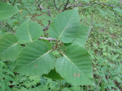 Betula ermanii