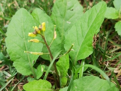 Rorippa indica