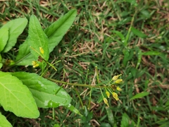 Rorippa indica