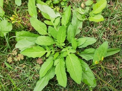 Rorippa indica