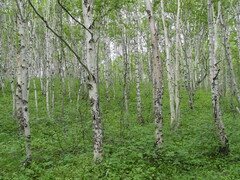 Betula ermanii