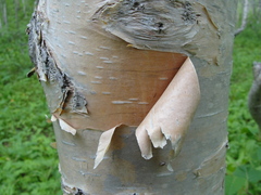 Betula ermanii