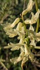 Astragalus praelongus