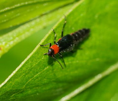 Carphurus cyanopterus