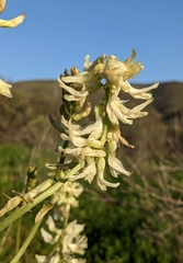 Astragalus praelongus