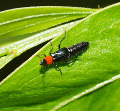 Carphurus cyanopterus