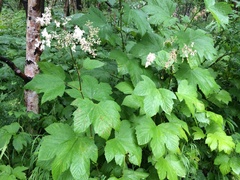 Filipendula camtschatica