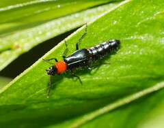 Carphurus cyanopterus