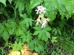 Filipendula camtschatica