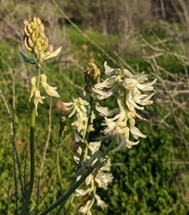 Astragalus praelongus