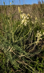 Astragalus praelongus