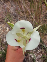 Calochortus eurycarpus