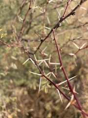 Vachellia jacquemontii