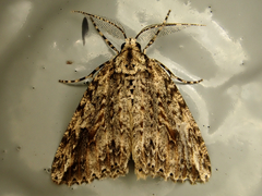 Pseudocoremia rudisata