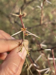 Vachellia jacquemontii