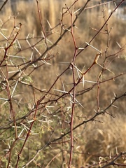 Vachellia jacquemontii