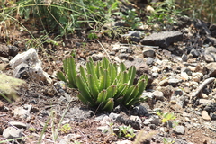 Stapelia gigantea