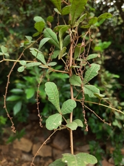 Rhus mysorensis