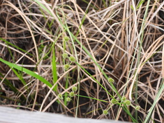 Juncus paludosus