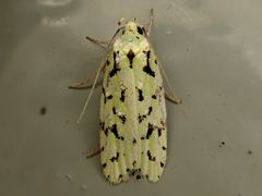 Izatha peroneanella