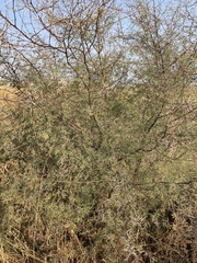 Vachellia jacquemontii