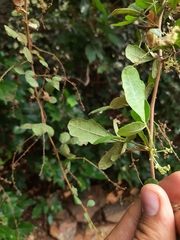 Rhus mysorensis