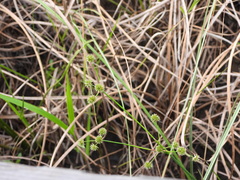 Juncus paludosus