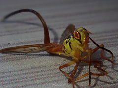 Toxotrypana curvicauda