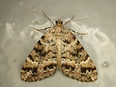 Pseudocoremia productata