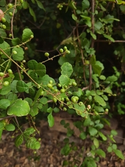 Rhus mysorensis