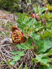 Paeonia brownii
