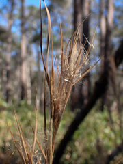 Andropogon cretaceus