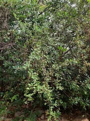 Rhus mysorensis