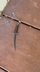 Lampropholis