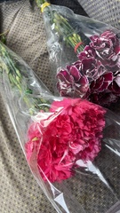 Dianthus caryophyllus